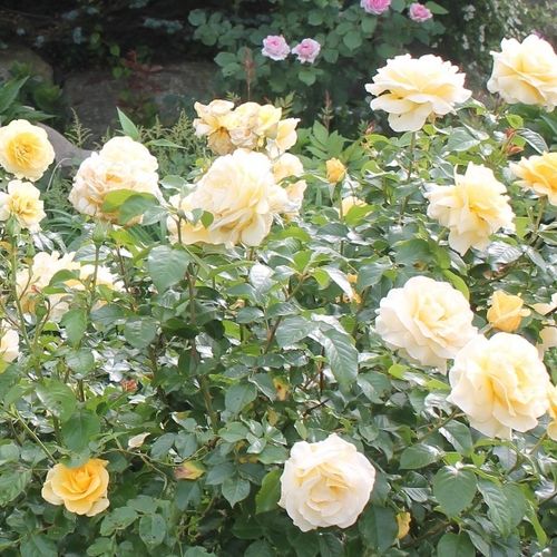 - - róża wielkokwiatowa - Hybrid Tea